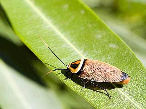 Тараканы не пережили экстремальный ядерный взрыв