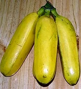 Коммерческие банановые растения - идеальные клоны одного другого