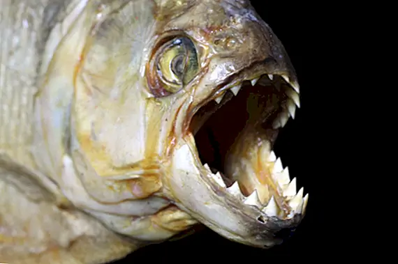 Может ли Piranha действительно превратить вас в скелет в течение нескольких минут?