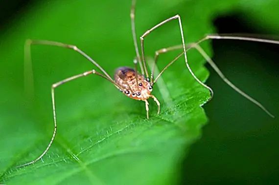 «Daddy Long Legs» - не самый ядовитый паук