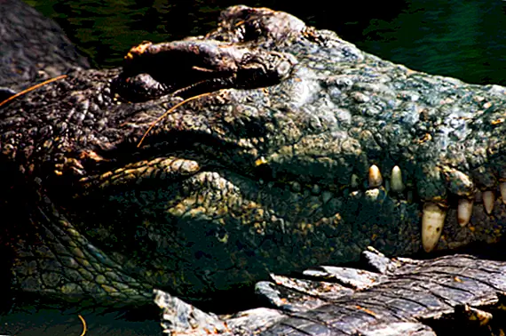 Люди когда-нибудь действительно клали крокодилов в луты?