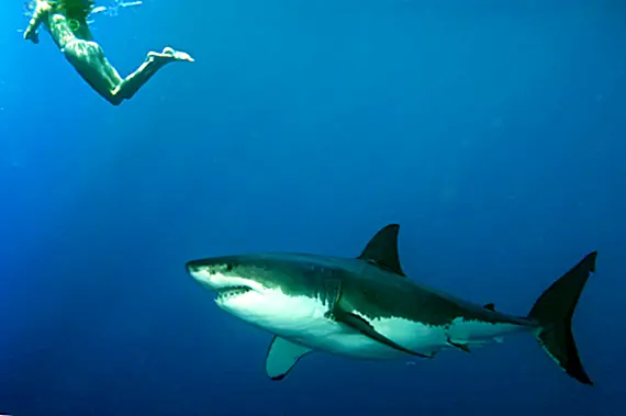 Действительно ли акулы не любят, как люди испытывают вкус?