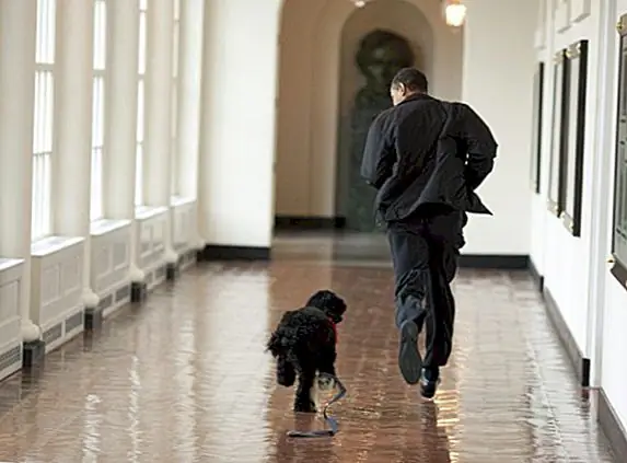 У собаки президента США есть собственные агенты секретной службы?