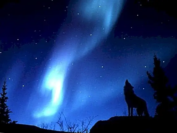 Duck's Quacks и Wolf's Howls Оба Echo