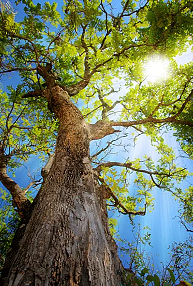 Эврика! Открытие фотосинтеза