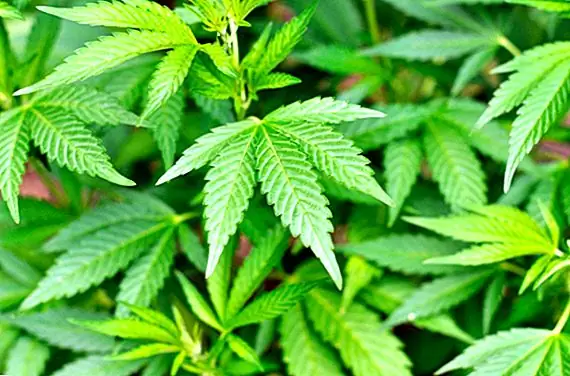 ФАКТ ИЛИ ФИЛИАЛ: Молодой Билл Мюррей был арестован за перенос 10 фунтов марихуаны