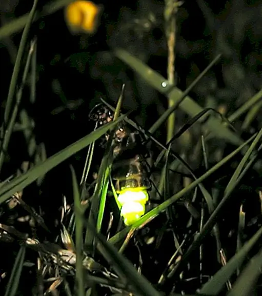 Светящиеся в траншеях