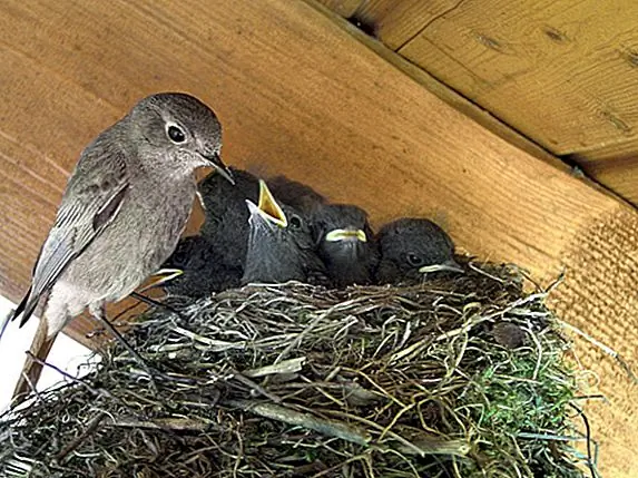 Обращение с детской птицей не приведет к тому, что родительские птицы откажутся от нее