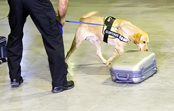 Как они тренируют наркотики, обнюхивающие собак?