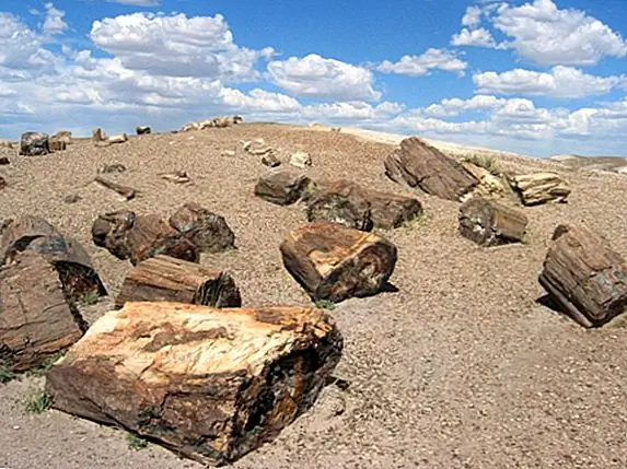 Как стать окаменевшими