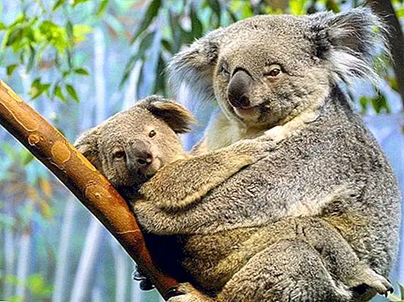 Коалы - не тип медведя