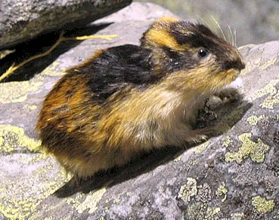 Лемминги не совершают массовое самоубийство