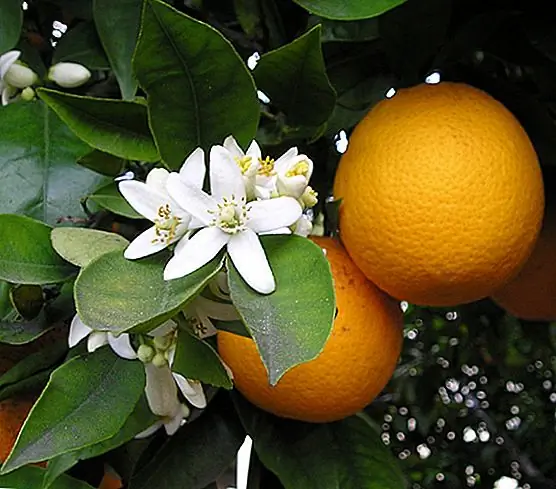 Деревья апельсина пупка - все клоны друг друга