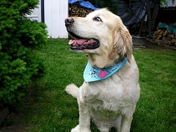 Один год собаки не равен семи человеческим годам