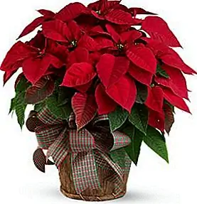 Poinsettias не ядовиты