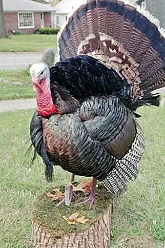 Факты дня благодарения