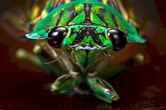 Необычный мир цикад