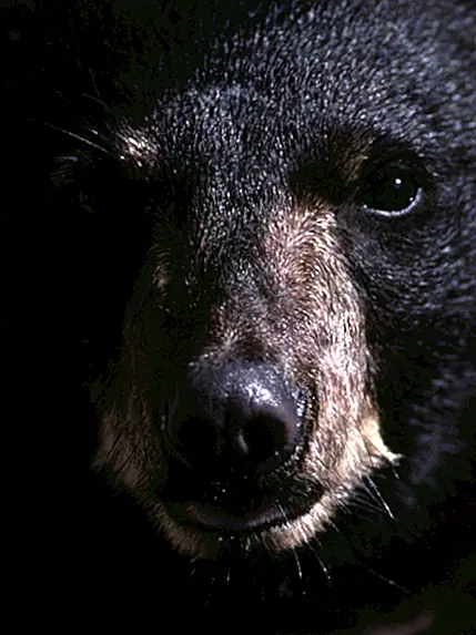 Любопытный случай Пабло ЭскоБери - «Медведь кокаина»