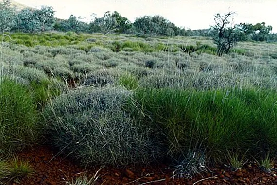 Любопытный случай ночного попугая - самая необычная птица в мире
