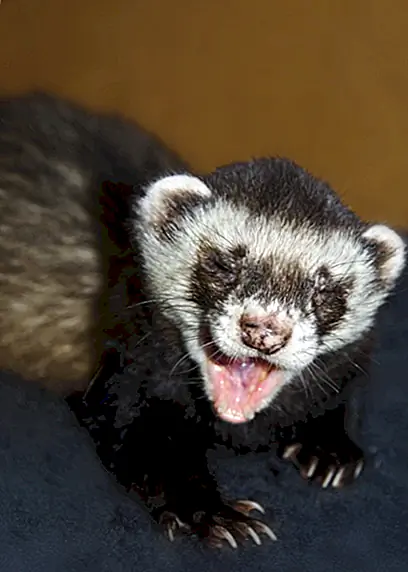 Любопытный спорт хорьков