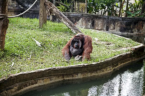 Эль-Чапо из Орангутанов