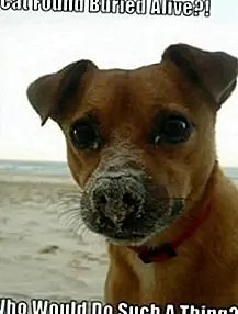 Страх быть похороненным живым называется «Тафофобия»