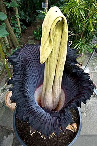 Цветок, который пахнет, как гниющий труп