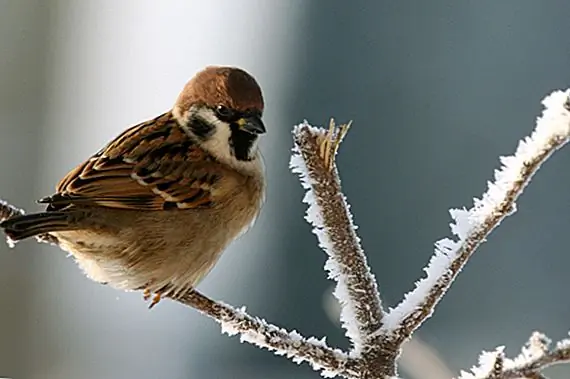 Кампания «Четыре вредителя»