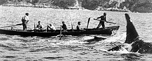 Закон о языке: дело между орками и китовыми равнинами, Австралия