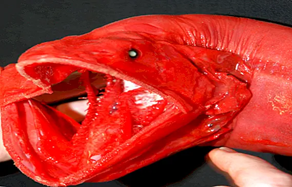 Мужская рыбка, которая не может съесть - вялый кит