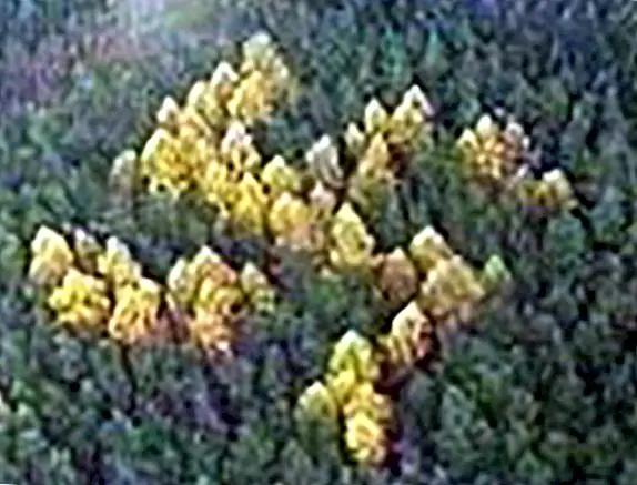 Тайна Лесной свастики и Происхождение Символа