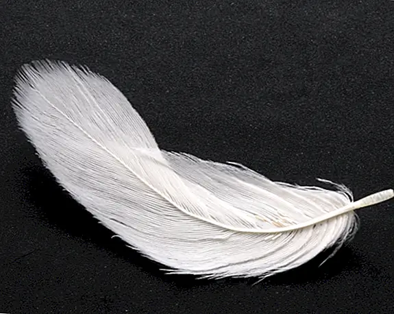 Орден Белого Пера