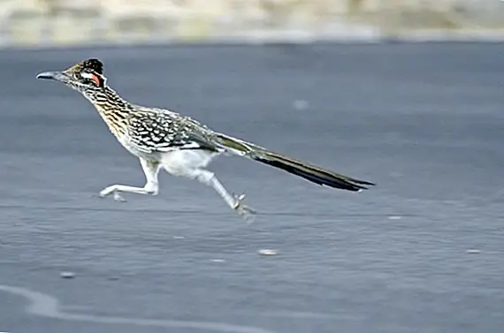 Происхождение названия корпорации «ACME» Looney Tune