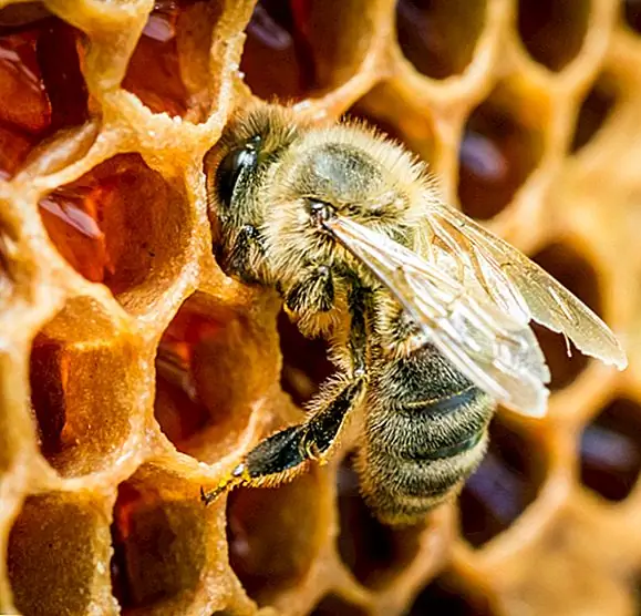 Происхождение фразы «Помните свой собственный пчелиный воск»