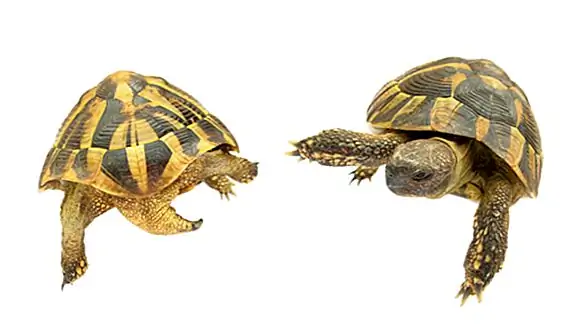 Происхождение черепах-ниндзя-подростков-мутантов