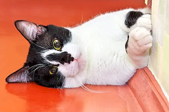 Происхождение Китти-угол, Катапумп и другие слова Кота