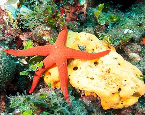 Рассказ о том, как SpongeBob SquarePants сделал это в воздух