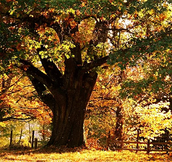 Удивительная правда о различии между лиственных пород и хвойных пород