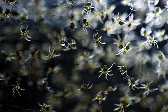 Ужасающий феномен паука