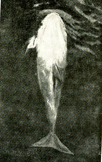 Истина о легенде о Пиелосе Джек