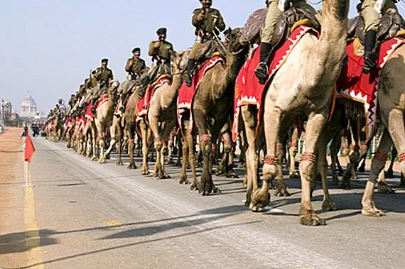 Корпус верблюда армии США