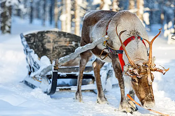 Очень настоящий олень и то, как они стали ассоциироваться с Рождеством
