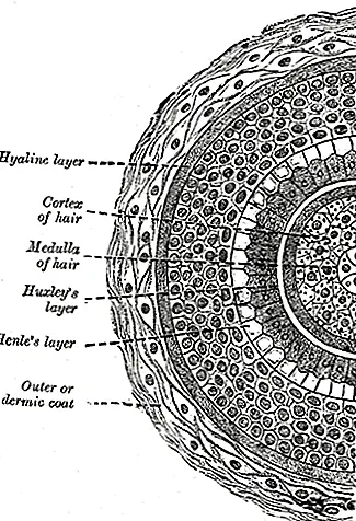 Нет разницы между мехом и волосами