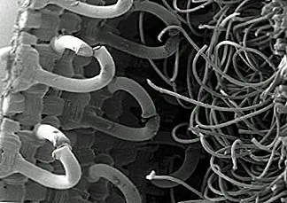 Липучка была смоделирована после заусенцев лопуха, который застрял в штанах липучки с липучкой после охоты