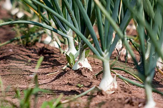 Винсент Косуга и его лук