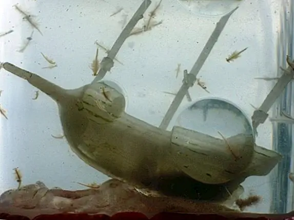 Что такое морские обезьяны?