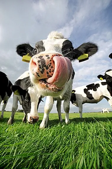 Что вызывает послевкусие