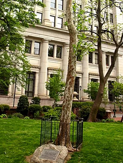 Что когда-либо случалось со всеми лунными деревьями