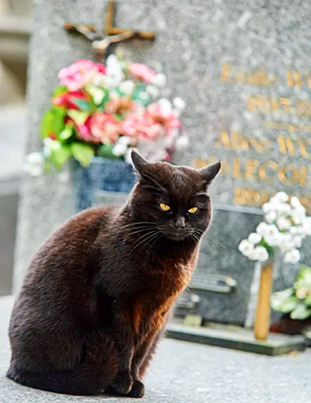 Что происходит, если вы оставите свой дом домашнему животному в своей воле?