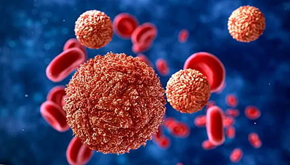 Откуда появился вирус Зика и что он делает для вашего тела?